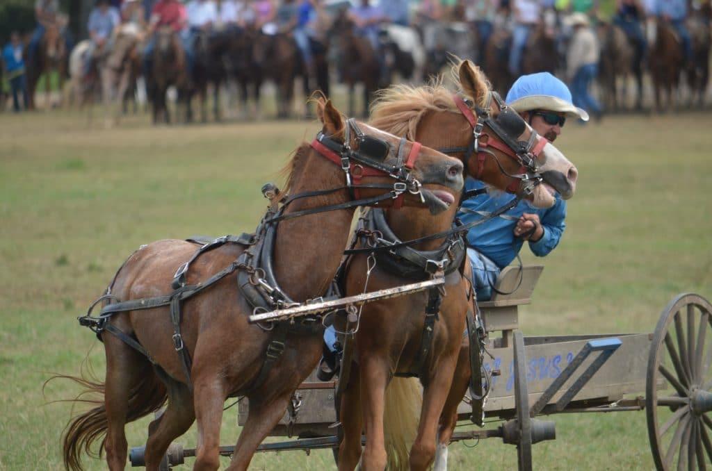 Course de trot